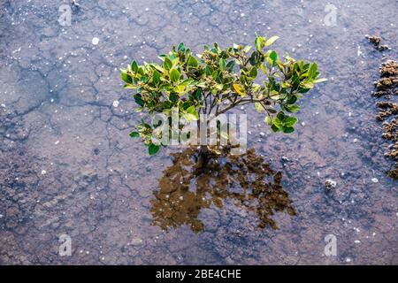 Albero di mangrovie giovane che cresce in acqua di sale poco profonda Foto Stock