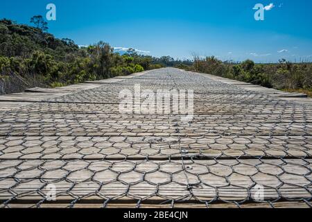 Passerella in legno con rete che porta alla distanza tra la vegetazione paludosa Foto Stock