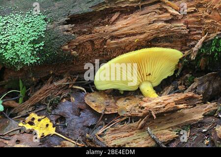Tricholomopsis decora, comunemente noto come prugne e Custard, funghi selvatici dalla Finlandia Foto Stock