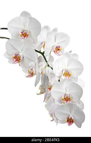 Fiori bianchi orchidee isolate su sfondo bianco Foto Stock