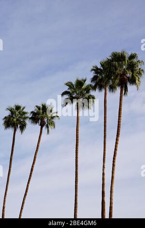 Palme nel centro di Palm Springs Foto Stock