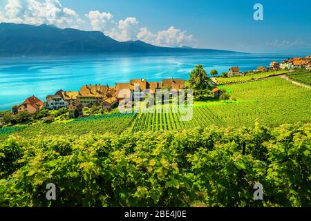 Bella vigneto a schiera ordinato con il Lago di Ginevra sullo sfondo. Vigneti verdi e piantagione di vite nella regione vinicola di Lavaux, vicino al villaggio di Chexbres, Foto Stock