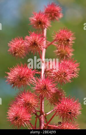 Ricinus communis, la pianta di ricino Foto Stock