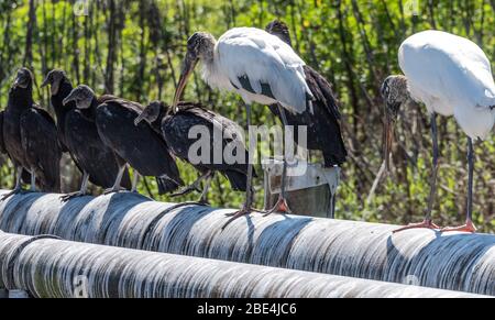 Cicogne di legno e avvoltoi neri che si starrano a Ponte Vedra Beach, Florida. (STATI UNITI) Foto Stock