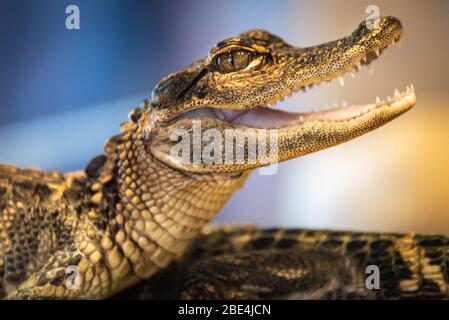 Alligatore del bambino (Alligator mississippiensis) presso il centro visitatori della riserva di ricerca GTM a Ponta Vedra Beach, Florida. (USA) Foto Stock