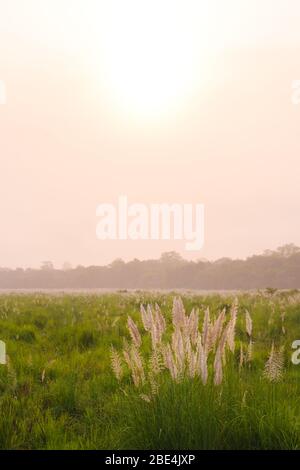 Alte canne e alberi in una pianura erbosa all'alba sono l'habitat di animali selvatici, tra cui il Grande rinoceronte indiano, endemico di Chitwan Nationa Foto Stock