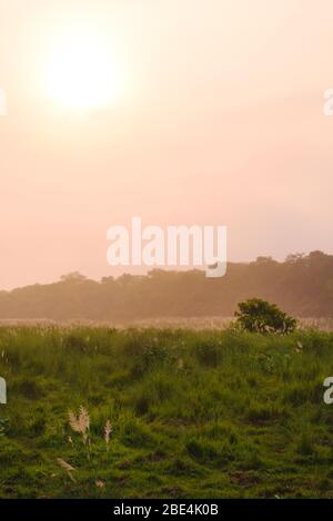 Alte canne e alberi in una pianura erbosa all'alba sono l'habitat di animali selvatici, tra cui il Grande rinoceronte indiano, endemico di Chitwan Nationa Foto Stock