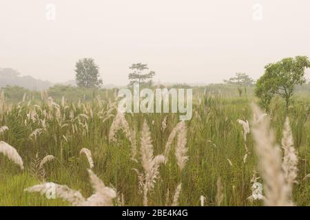 Alte canne e alberi in una pianura erbosa all'alba sono l'habitat di animali selvatici, tra cui il Grande rinoceronte indiano, endemico di Chitwan Nationa Foto Stock