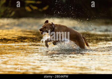 Cardiff, Galles, Regno Unito. 11 Aprile 2020. Un cane si raffredda in un fiume a Cardiff alla fine di un caldo weekend di Pasqua. Credit: Mark Hawkins/Alamy Live News Foto Stock