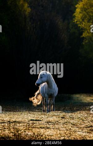 Flintshire, Galles del Nord, Regno Unito. 12 aprile 2020. Tempo in Gran Bretagna: Dawn come nativi pony di montagna gallese dalle montagne Carneddau a Snowdonia iniziano a pascolare vicino Lixwm Village in Flintshire. Sono stati brugh dentro per pascolare il mosaico brughiera e vegetazione vicino al villaggio in uno dei due SSSI (luogo di interesse scientifico speciale) riserve naturali parte di un programma continuo per mantenere la brughiera e ridurre l'intervento meccanico della bella zona. © DGDImages/AlamyLiveNews Foto Stock