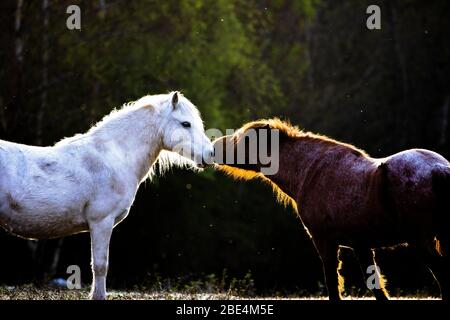 Flintshire, Galles del Nord, Regno Unito. 12 aprile 2020. Tempo in Gran Bretagna: Dawn come nativi pony di montagna gallese dalle montagne Carneddau a Snowdonia iniziano a pascolare vicino Lixwm Village in Flintshire. Sono stati brugh dentro per pascolare il mosaico brughiera e vegetazione vicino al villaggio in uno dei due SSSI (luogo di interesse scientifico speciale) riserve naturali parte di un programma continuo per mantenere la brughiera e ridurre l'intervento meccanico della bella zona. © DGDImages/AlamyLiveNews Foto Stock