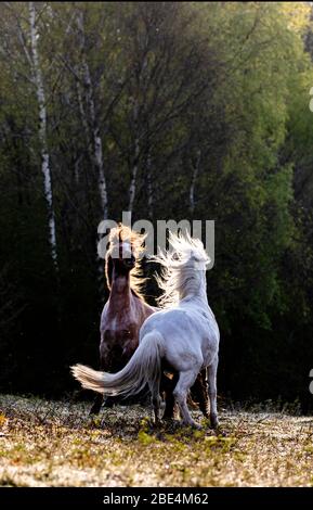 Flintshire, Galles del Nord, Regno Unito. 12 aprile 2020. Tempo in Gran Bretagna: Dawn come nativi pony di montagna gallese dalle montagne Carneddau a Snowdonia iniziano a pascolare vicino Lixwm Village in Flintshire. Sono stati brugh dentro per pascolare il mosaico brughiera e vegetazione vicino al villaggio in uno dei due SSSI (luogo di interesse scientifico speciale) riserve naturali parte di un programma continuo per mantenere la brughiera e ridurre l'intervento meccanico della bella zona. © DGDImages/AlamyLiveNews Foto Stock