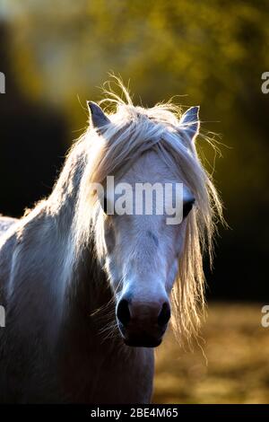 Flintshire, Galles del Nord, Regno Unito. 12 aprile 2020. Tempo in Gran Bretagna: Dawn come nativi pony di montagna gallese dalle montagne Carneddau a Snowdonia iniziano a pascolare vicino Lixwm Village in Flintshire. Sono stati brugh dentro per pascolare il mosaico brughiera e vegetazione vicino al villaggio in uno dei due SSSI (luogo di interesse scientifico speciale) riserve naturali parte di un programma continuo per mantenere la brughiera e ridurre l'intervento meccanico della bella zona. © DGDImages/AlamyLiveNews Foto Stock