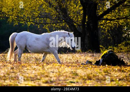 Flintshire, Galles del Nord, Regno Unito. 12 aprile 2020. Tempo in Gran Bretagna: Dawn come nativi pony di montagna gallese dalle montagne Carneddau a Snowdonia iniziano a pascolare vicino Lixwm Village in Flintshire. Sono stati brugh dentro per pascolare il mosaico brughiera e vegetazione vicino al villaggio in uno dei due SSSI (luogo di interesse scientifico speciale) riserve naturali parte di un programma continuo per mantenere la brughiera e ridurre l'intervento meccanico della bella zona. © DGDImages/AlamyLiveNews Foto Stock
