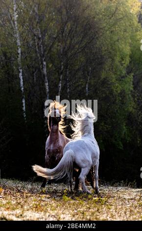 Flintshire, Galles del Nord, Regno Unito. 12 aprile 2020. Tempo in Gran Bretagna: Dawn come nativi pony di montagna gallese dalle montagne Carneddau a Snowdonia iniziano a pascolare vicino Lixwm Village in Flintshire. Sono stati brugh dentro per pascolare il mosaico brughiera e vegetazione vicino al villaggio in uno dei due SSSI (luogo di interesse scientifico speciale) riserve naturali parte di un programma continuo per mantenere la brughiera e ridurre l'intervento meccanico della bella zona. © DGDImages/AlamyLiveNews Foto Stock