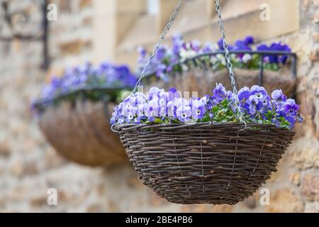 Un cesto appeso pieno di fiori di viola blu brillante Foto Stock