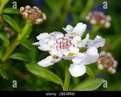 Perennial o Evergreen Candytuft - Iberis sempervirens nuovi fiori con rugiada mattutina Foto Stock
