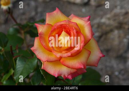 Primo piano di una rosa con la sua parete di pietra fuori fuoco sullo sfondo. Petali gialli e rosa Foto Stock