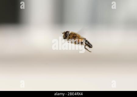 Hoverfly - Eristalis pertinente maschio in volo Foto Stock