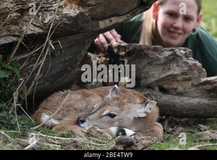 Il Keeper Megan Rollo di Blair Drummond Safari Park guarda su un'antilope femminile di nome Rainbow. Il vitello Nilgai di 4 giorni, di peso inferiore a 14 kg, è nato dopo un periodo di gestazione di 8 mesi ed è stato in piedi con in un'ora. Foto Stock