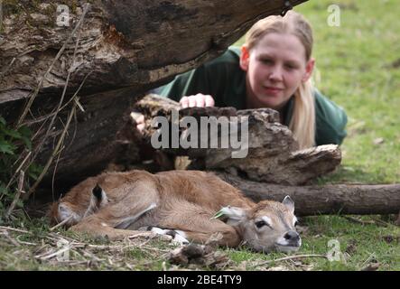 Il Keeper Megan Rollo di Blair Drummond Safari Park guarda su un'antilope femminile di nome Rainbow. Il vitello Nilgai di 4 giorni, di peso inferiore a 14 kg, è nato dopo un periodo di gestazione di 8 mesi ed è stato in piedi con in un'ora. Foto Stock