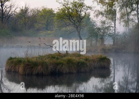La mattina presto nelle zone umide del reno in Alsazia in Francia Foto Stock