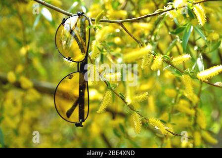 occhiali gialli appendere su un ramo di albero in primavera un albero in colori gialli sole primo piano Foto Stock