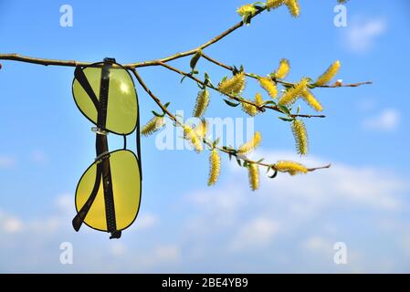 occhiali gialli appendere su un albero ramo primavera albero in colori gialli sole blu cielo primo piano Foto Stock