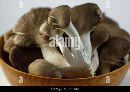 Il delizioso fungo di ostriche, appena raccolto, in attesa di essere cucinato. Foto Stock