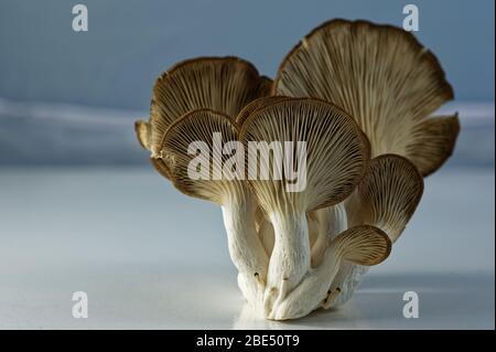 Funghi Oyster ancora Uniti al gambo Foto Stock