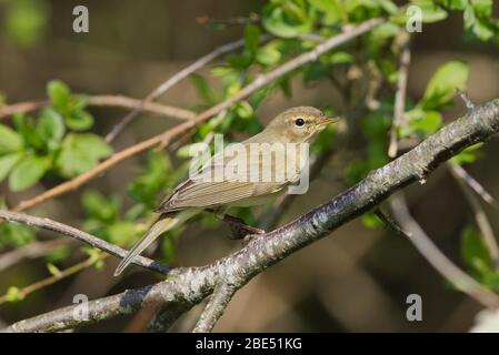 Un Chiffchaff arroccato in un cespuglio al sole di primavera. Foto Stock