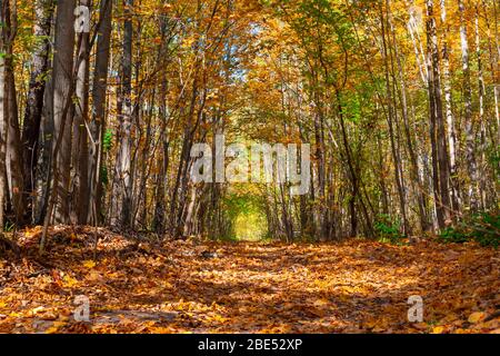 Autunno foresta vicolo in un giorno di sole. Il sentiero che si addentra nel bosco è coperto da foglie gialle e arancioni. Gli alberi chiudono sulla strada. Foto Stock