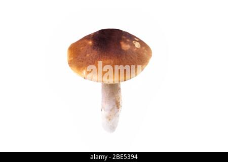 Funghi porcini naturali su fondo bianco. Funghi commestibili con un cappello marrone, isolato primo piano Foto Stock