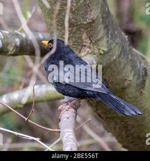 Ritratto di un uccello nero maschile poggiato su un ramo di albero guardare lontano dalla fotocamera in inverno Foto Stock