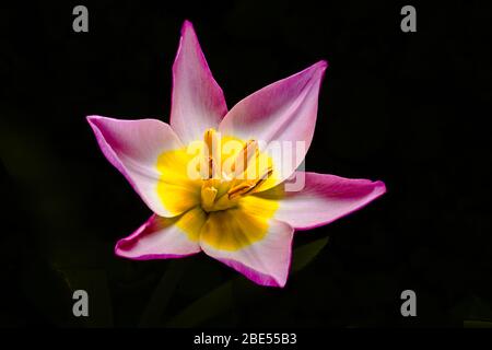 Tulipa saxatilis ‘Lilac Wonder’ Foto Stock