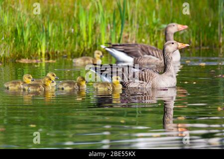Una famiglia Greyleg Gooze o Anser anser con riflessione in acqua Foto Stock