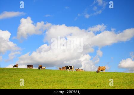 Mucche sul pascolo in Allgäu, Swabia, Baviera, Germania, Europa Foto Stock