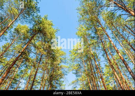 alti e bei pini di conifere contro un cielo blu soleggiato Foto Stock