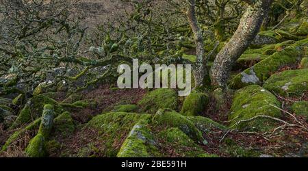 Wistman's Wood antica foresta di querce sesili sulle pendici del fiume West Dart nel Dartmoor National Park Devon Foto Stock