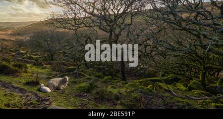 Wistman's Wood antica foresta di querce sesili sulle pendici del fiume West Dart nel Dartmoor National Park Devon Foto Stock