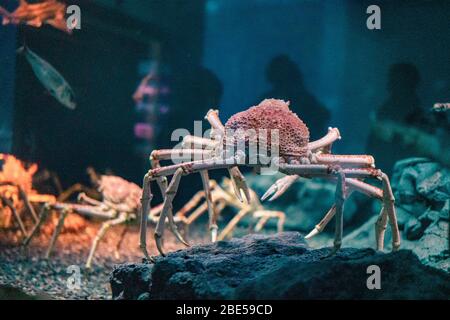 Granchio ragno giapponese all'acquario di Osaka Kaiyukan, Giappone Foto Stock