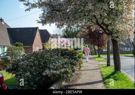 Primavera in suburbia. Strada residenziale a Haywards Heath, West Sussex, Inghilterra con alberi di ciliegio in piena fioritura. Foto Stock