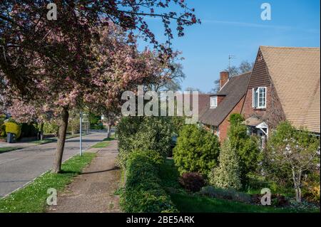 Primavera in suburbia. Strada residenziale a Haywards Heath, West Sussex, Inghilterra con alberi di ciliegio in piena fioritura. Foto Stock