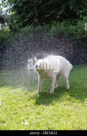 white shepard saltando alle gocce d'acqua berger blanc suisse Foto Stock