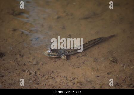 Pesce mudskipper in acque poco profonde, Thailandia Foto Stock