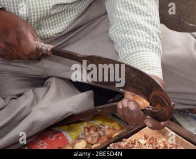 Un indiano paan wala o venditore di dadi di betel che taglia i dadi di Betel con il suo rompigranella di noci Foto Stock