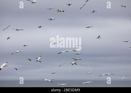 Gannets volare alla Grande Saltee Island Foto Stock