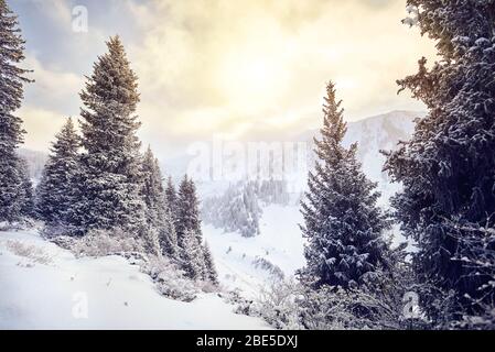 Bella foresta coperta di neve in montagna in inverno Foto Stock