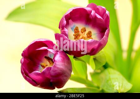 Primo piano su due teste di fiori di tulipani viola Foto Stock