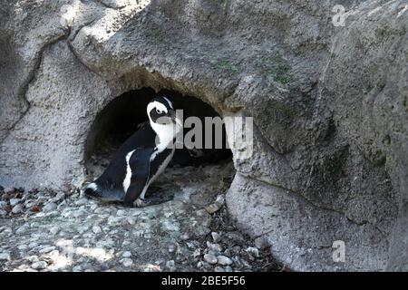 Pinguino africano nella natura. Giorno caldo e soleggiato Foto Stock